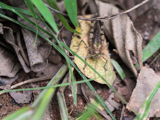 Locust Camouflage on Dry Leaves