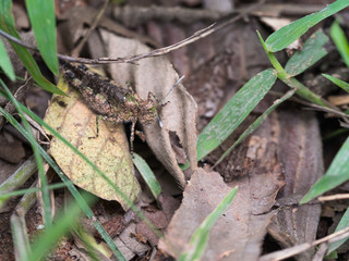 Locust Camouflage on Dry Leaves