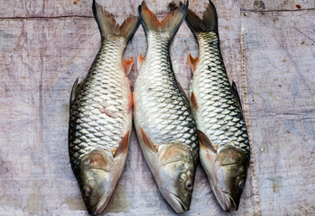 Fish at market