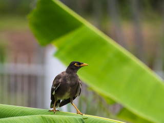 The Starling Stand Aggressive