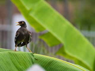 Starling Stand Aggressive on Banana Leaf