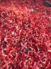 Many Red Tummy-wood Flowers fall