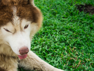 Siberian Husky Sitting Happily on The Lawn