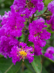 The Purple Crape Myrtle Flowers Blooming
