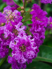 The Purple Crape Myrtle Flowers Blooming