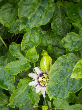 The Passion Fruit Flowers Hiding under The Leaf