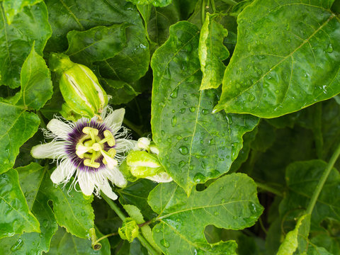The Passion Fruit Flowers Blooming