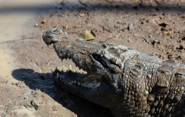 sacred crocodile, Burkina Faso