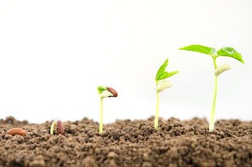  agriculture plant seeding growing step concept on white background
