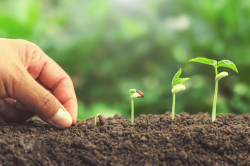 hand planting seed in soil plant growing step concept