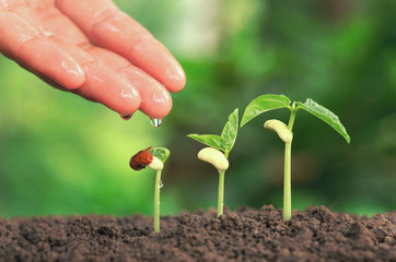 Agriculture hand nurtur watering young plants growing step on soil concept