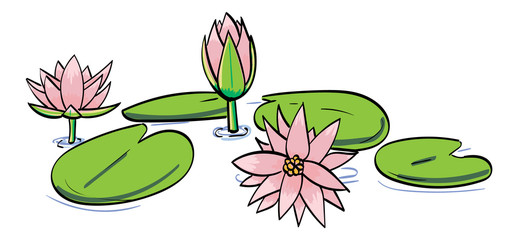 Water lilies