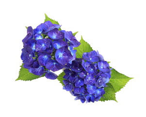 Obraz premium 青い紫陽花