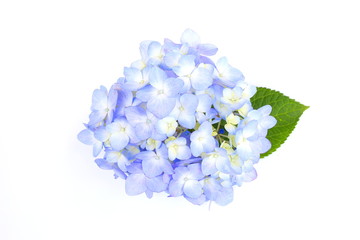 Obraz premium 紫陽花