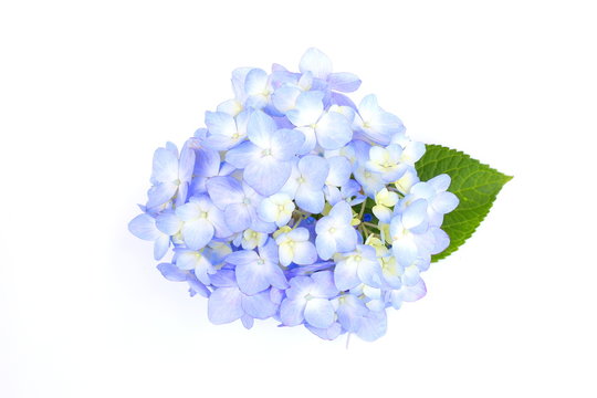 紫陽花images Browse 63 172 Stock Photos Vectors And Video Adobe Stock