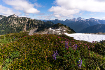 Things you will see when hiking the North Cascades National Park include wildflowers and glaciers. 