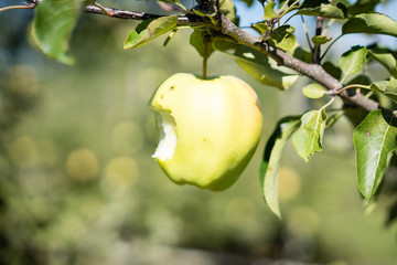 Bitten Apple Still on the tree