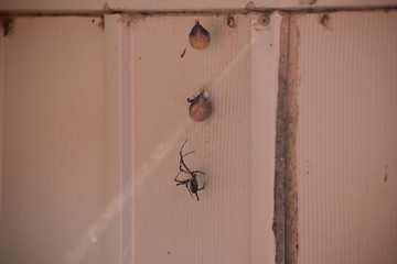 Garden Spider and Eggs