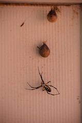 Garden Spider and Eggs