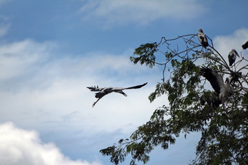 One of open billed stork bird flying on the air with blue sky and white cloud background. The top...