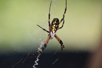 Garden Spider and Eggs