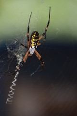 Garden Spider and Eggs