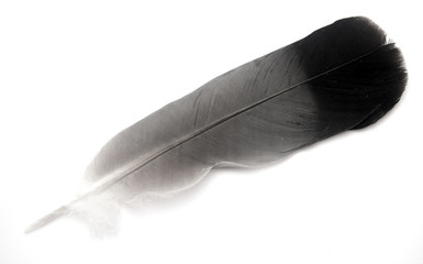 bird feather isolated on background