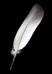 bird feather isolated on background