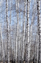 White birch tree in early spring