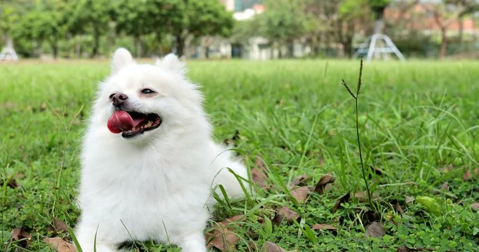 White pomeranian sitting on grass