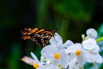 Butterfly on flower