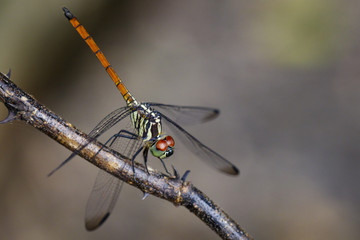 Image of Asiatic Blood Tailed Dragonfly(female) on dry branches. Insect Animal. (Lathrecista asiatica)