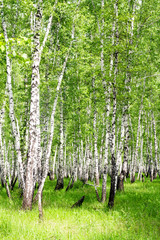 Obraz premium White birch trees in the forest in summer