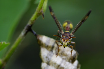 Image of a small brown paper wasp (Ropalidia revolutionalis) and wasp nest on nature background. Insect Animal