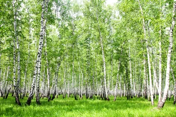 Foto op Plexiglas Witte berkenbomen in het bos in de zomer © Prikhodko