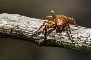 Image of Eriophora sp cf Novakiella or Orb-weaving Spider or Orb Weaver (Novakiella trituberculosa) on dry branches. Insect Animal