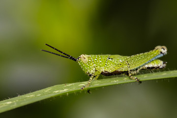 on nature background. Insect Animal