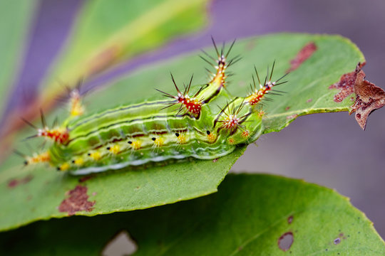 Image of a wattle cup caterpillar on nature background. Insect Animal