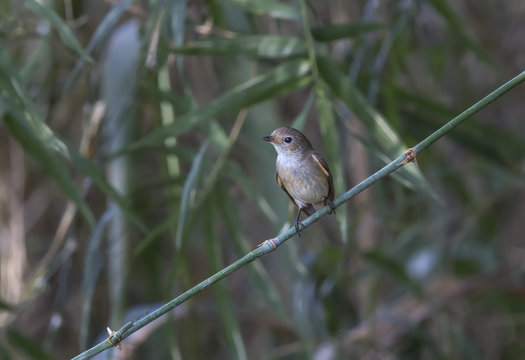  Muscicapidae