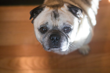 pleading pug