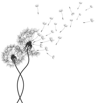 Dandelions flower. Vector abstract dandelions for background design. Vector Illustration of Dandelion for greeting card. Flying Dandelion black. Abstract dandelion background