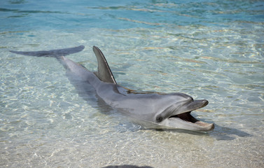 Bottle noised dolphin, Queensland, Australia.