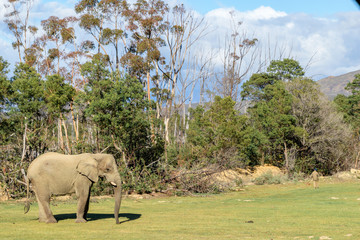 Elephant in South Africa
