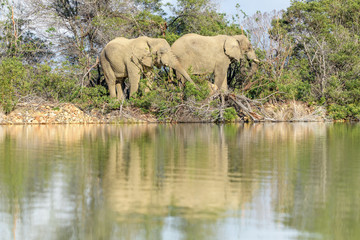 Elephant in South Africa