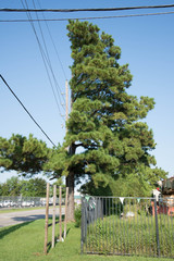 Tree cut around a powerline