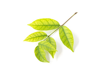 Obraz premium Green leaf isolated on the white background