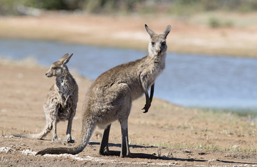 Grey kangaroos in outback Queensland,Australia.