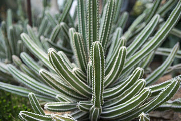 Succulents and cactus