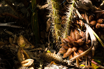 Amazing salacca on tree, Fresh salak cultivar Sumalee