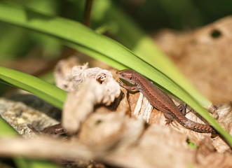 Photo of a funny little lizard
